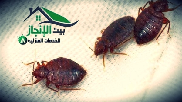 شركة مكافحة بق الفراش بالرياض