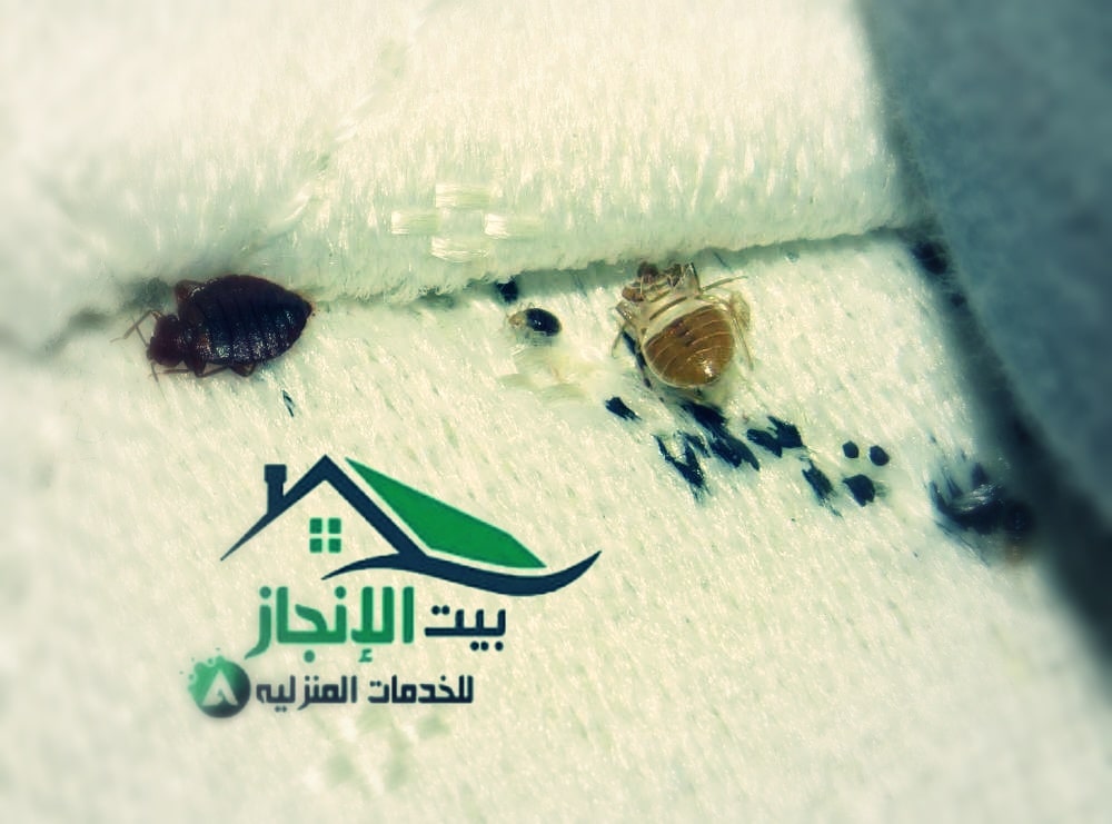 شركة مكافحة بق الفراش بالرياض